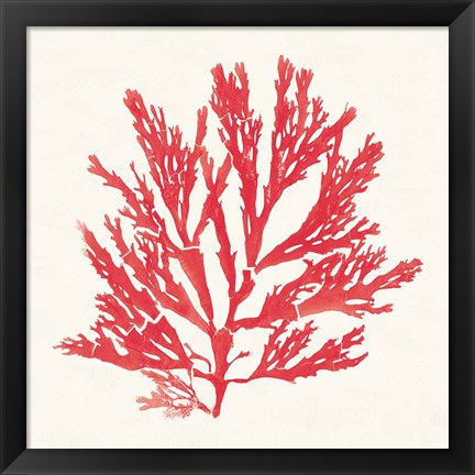 Framed Pacific Sea Mosses I Red Print