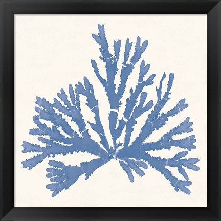 Framed Pacific Sea Mosses IV Light Blue Print