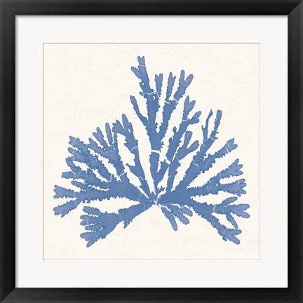 Framed Pacific Sea Mosses IV Light Blue Print