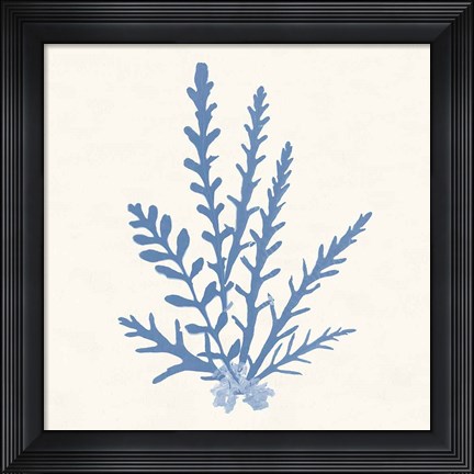 Framed Pacific Sea Mosses III Light Blue Print