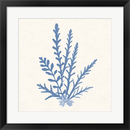 Framed Pacific Sea Mosses III Light Blue Print