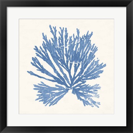 Framed Pacific Sea Mosses II Light Blue Print