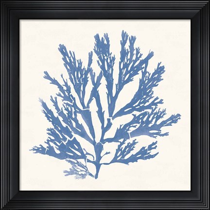 Framed Pacific Sea Mosses I Light Blue Print
