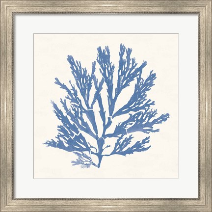 Framed Pacific Sea Mosses I Light Blue Print