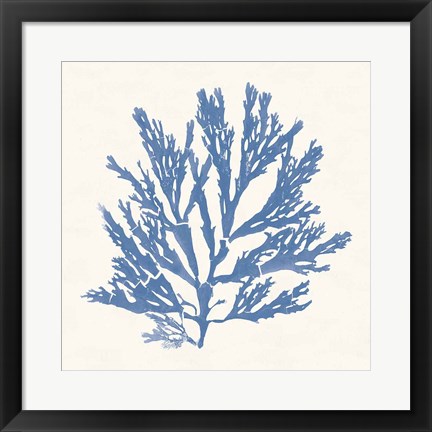 Framed Pacific Sea Mosses I Light Blue Print