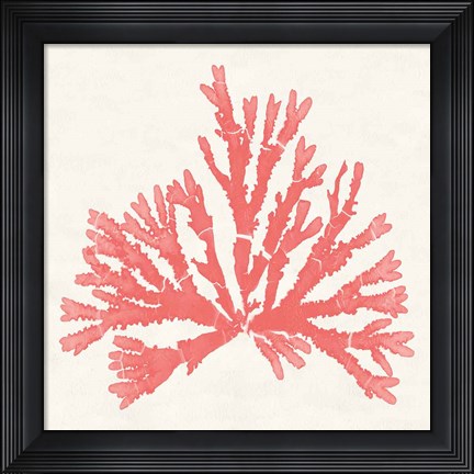 Framed Pacific Sea Mosses IV Coral Print