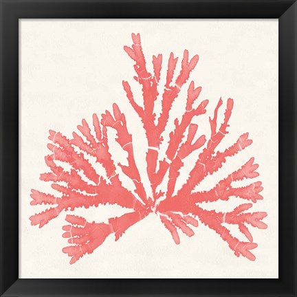 Framed Pacific Sea Mosses IV Coral Print