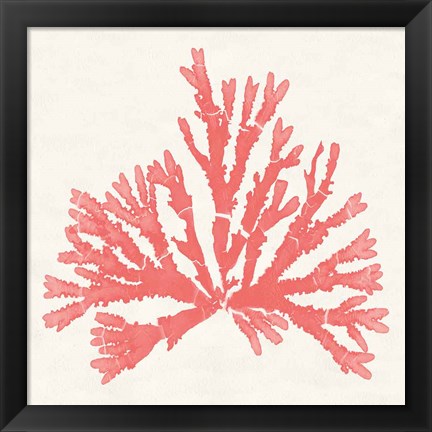 Framed Pacific Sea Mosses IV Coral Print