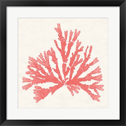 Framed Pacific Sea Mosses IV Coral Print