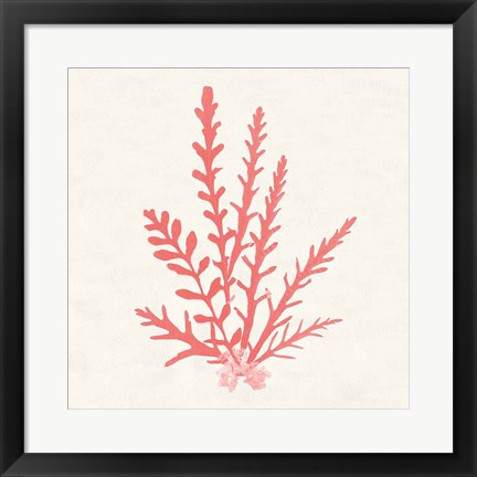 Framed Pacific Sea Mosses III Coral Print