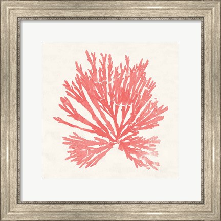 Framed Pacific Sea Mosses II Coral Print