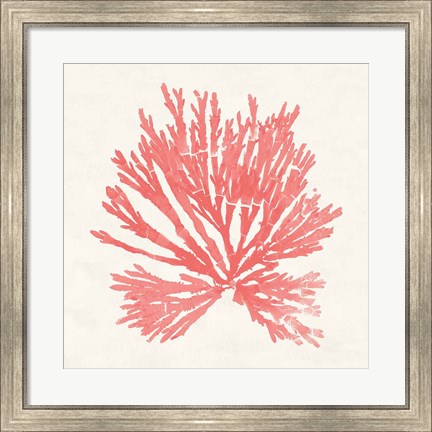 Framed Pacific Sea Mosses II Coral Print