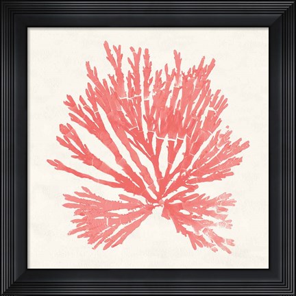 Framed Pacific Sea Mosses II Coral Print
