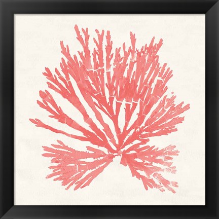 Framed Pacific Sea Mosses II Coral Print