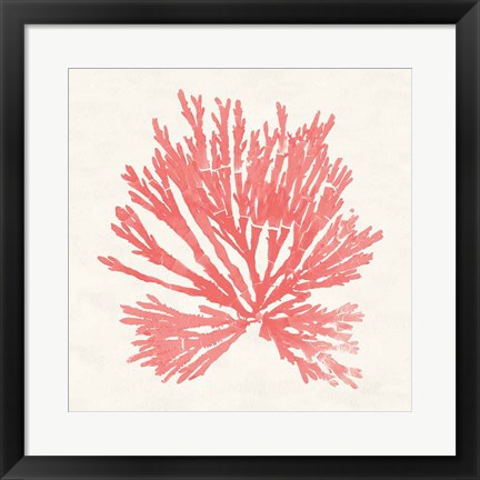 Framed Pacific Sea Mosses II Coral Print