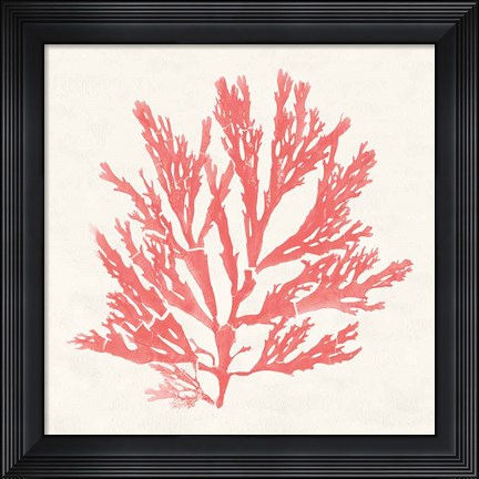 Framed Pacific Sea Mosses I Coral Print