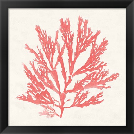 Framed Pacific Sea Mosses I Coral Print