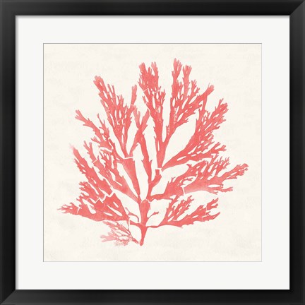 Framed Pacific Sea Mosses I Coral Print