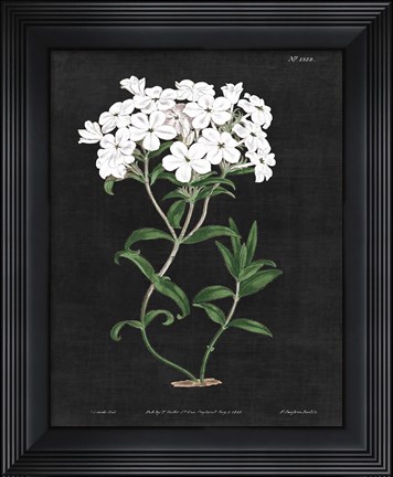 Framed White Botanical on Black Chart VI Print