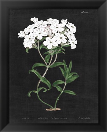 Framed White Botanical on Black Chart VI Print