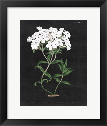 Framed White Botanical on Black Chart VI Print