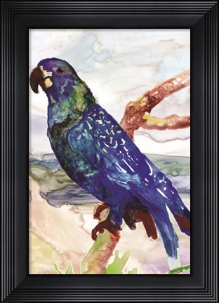Framed Blue Parrot on Branch 2 Print