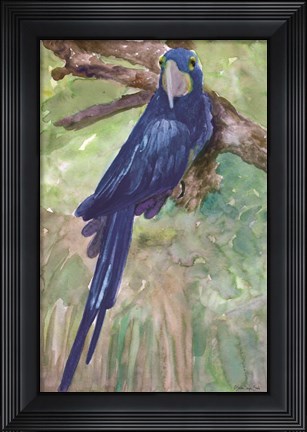 Framed Blue Parrot 1 Print