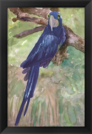 Framed Blue Parrot 1 Print