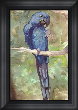Framed Blue Parrot 2 Print