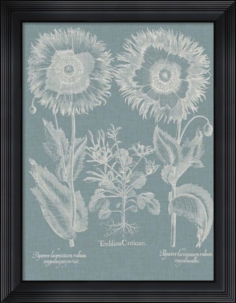 Framed Besler Poppies I Print