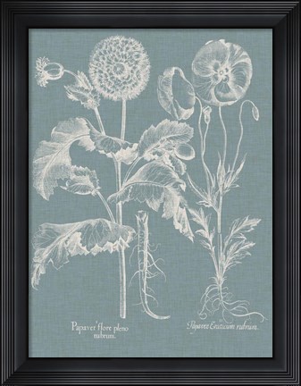 Framed Besler Poppies II Print