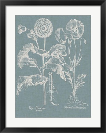Framed Besler Poppies II Print