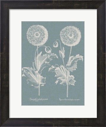 Framed Besler Poppies III Print