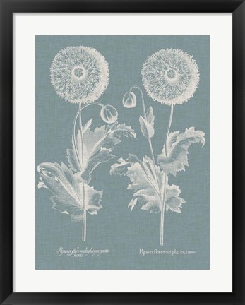 Framed Besler Poppies III Print