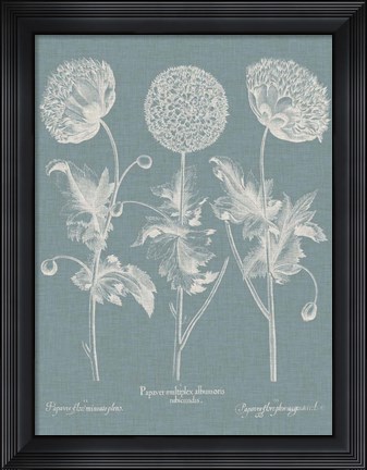 Framed Besler Poppies IV Print