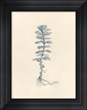 Framed Uprooted I Print