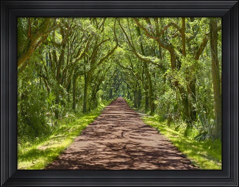Framed Country Road Photo IV Print