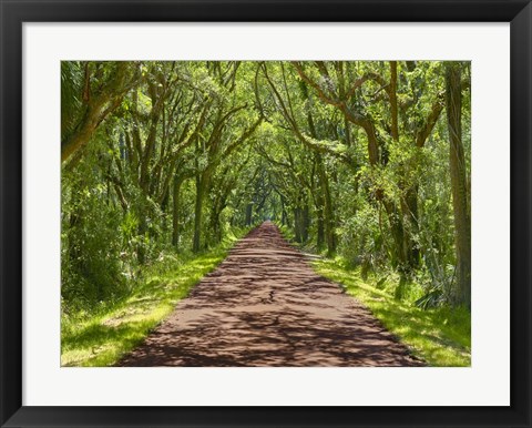 Framed Country Road Photo IV Print