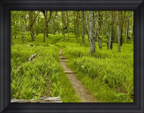 Framed Country Road Photo V Print