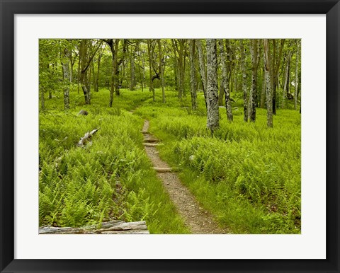 Framed Country Road Photo V Print