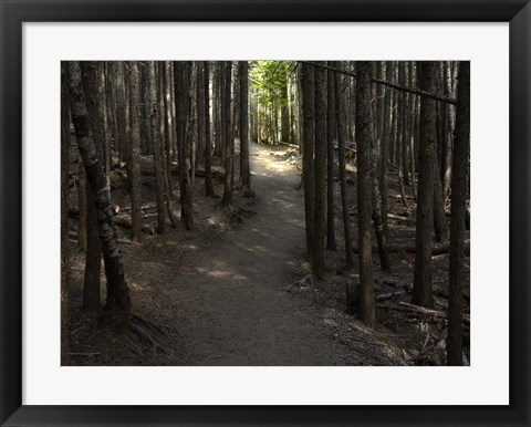 Framed Country Road Photo VI Print