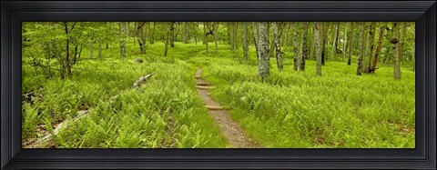 Framed Country Road Panorama VI Print