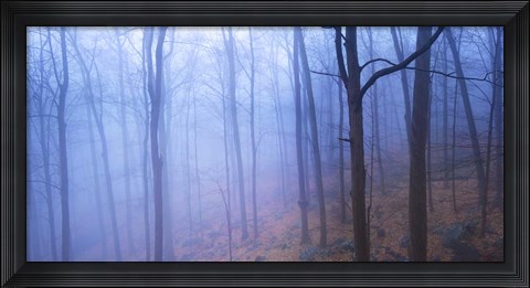 Framed Harriman Woods VI Print