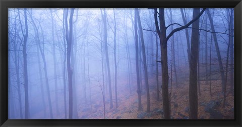 Framed Harriman Woods VI Print