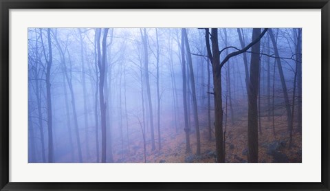 Framed Harriman Woods VI Print