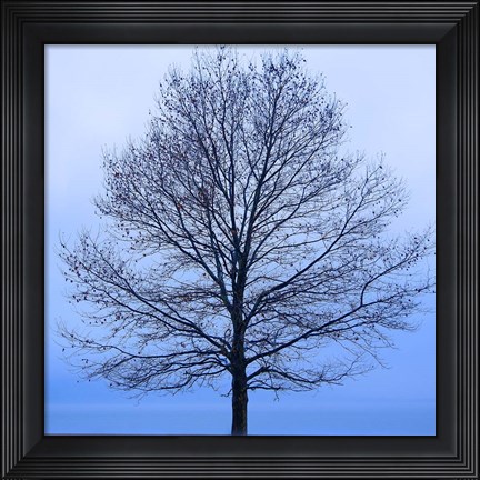 Framed November Tree Print