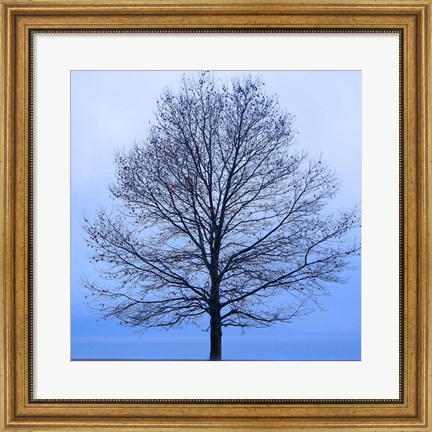 Framed November Tree Print