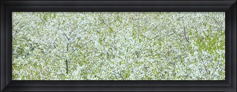 Framed Tree Panorama I Print