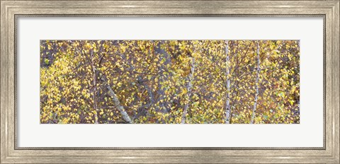 Framed Tree Panorama III Print