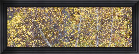 Framed Tree Panorama III Print